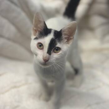 Flint -  Domestic Short Hair Cat for Adoption in Lowell, Arkansas - Flint | PetCurious