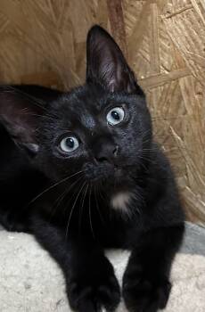Hershey -  Domestic Short Hair Cat for Adoption in Byrdstown, Tennessee - Hershey | PetCurious