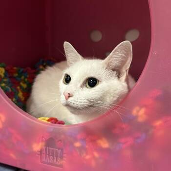 Fiona -  Domestic Short Hair Cat for Adoption in Titusville, Florida - Fiona | PetCurious