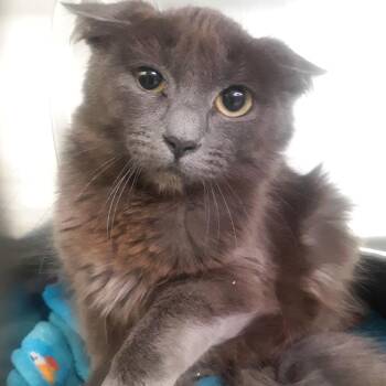 Domestic Short Hair Cats Available for Adoption in Spokane, Washington - Shifter | PetCurious