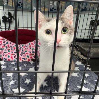 Rescue Domestic Short Hair Cats for Adoption in Zimmerman, Minnesota - Kiwi | PetCurious