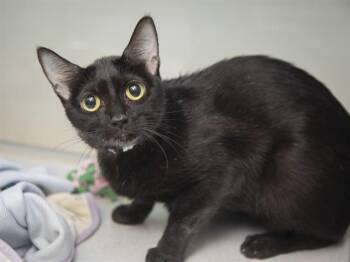 BEEP BEEP -  Domestic Short Hair Cat for Adoption in Phoenix, Arizona - BEEP BEEP | PetCurious