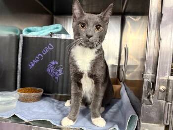 Rescue Domestic Short Hair Cats for Adoption in New York, New York - Pomme Gris | PetCurious