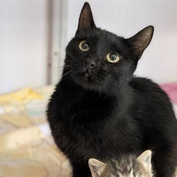 Eggplant -  Domestic Short Hair Cat for Adoption in Bentonville, Arkansas - Eggplant | PetCurious