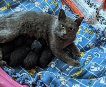 Domestic Short Hair Cats Available for Adoption in Grand Rapids, Michigan - Pickerel | PetCurious