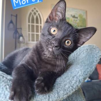 Domestic Short Hair and Bombay Cats Available for Adoption in Yorba Linda, California - :::Morty::: | PetCurious