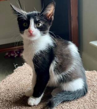Odette -  Domestic Short Hair Cat for Adoption in Morristown, New Jersey - Odette | PetCurious
