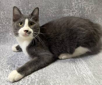 Rescue Domestic Short Hair Cats for Adoption in Jackson, Georgia - Harlan | PetCurious