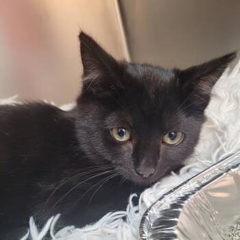 Rescue Domestic Medium Hair Cats for Adoption in Belfair, Washington - Klaus | PetCurious