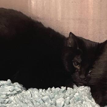 Goop -  Domestic Short Hair Cat for Adoption in Port Charlotte, Florida - Goop | PetCurious
