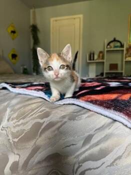 Domestic Medium Hair Cats Available for Adoption in North Richland Hills, Texas - Aspen | PetCurious