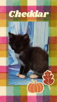 Cheddar -  Domestic Long Hair Cat for Adoption in Pasco, Washington - Cheddar | PetCurious