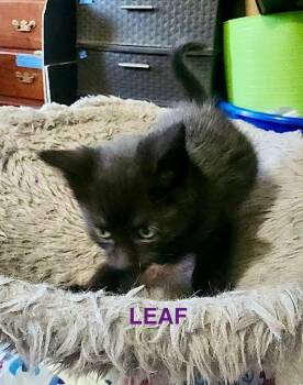 Domestic Short Hair Cats Available for Adoption in Glenfield, New York - Leaf | PetCurious