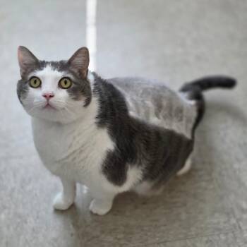 Rabbits Foot Fern -  Domestic Short Hair Cat for Adoption in Chatham, Virginia - Rabbits Foot Fern | PetCurious