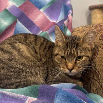 CareBear -  Domestic Short Hair Cat for Adoption in Fairmont, West Virginia - CareBear | PetCurious