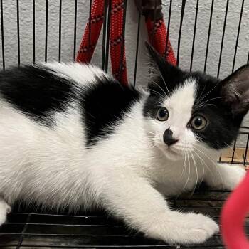 Dottie Hyland -  Domestic Short Hair Cat for Adoption in Eagle Mountain, Utah - Dottie Hyland | PetCurious