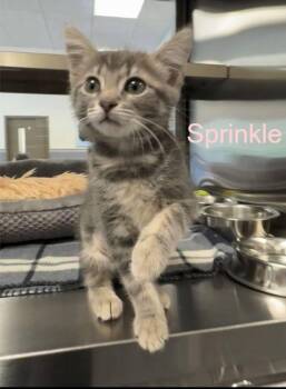 Domestic Short Hair Cats Available for Adoption in Hilton Head Island, South Carolina - Sprinkle | PetCurious