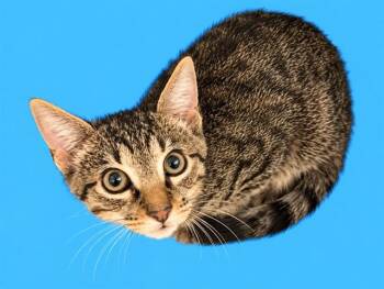 TIGGY -  Domestic Short Hair Cat for Adoption in Doral, Florida - TIGGY | PetCurious