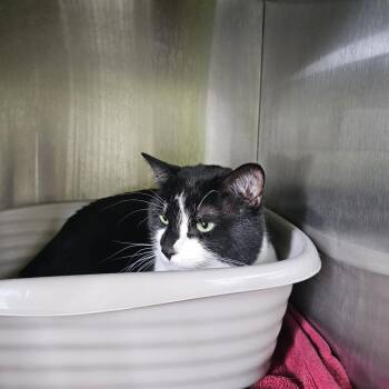 Domestic Short Hair Cats Available for Adoption in Burlington, Ontario - Flash | PetCurious