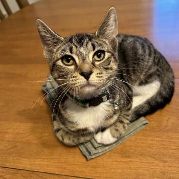 Jasmine -  Domestic Short Hair Cat for Adoption in Harrisonburg, Virginia - Jasmine | PetCurious