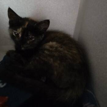 Jerry -  Domestic Short Hair Cat for Adoption in Priest River, Idaho - Jerry | PetCurious