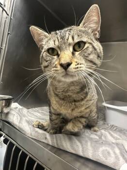 Rescue Domestic Short Hair Cats for Adoption in Pomona, New York - Captain Jack | PetCurious