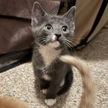 Domestic Short Hair and Russian Blue Cats Available for Adoption - Cerulean | PetCurious