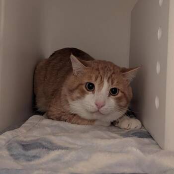 Sherbert -  Domestic Short Hair Cat for Adoption in Bentonville, Arkansas - Sherbert | PetCurious