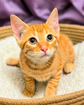 Monster Cookie -  Domestic Short Hair Cat for Adoption in El Dorado, Arkansas - Monster Cookie | PetCurious