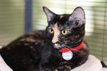 Domestic Short Hair Cats Available for Adoption - Morel | PetCurious