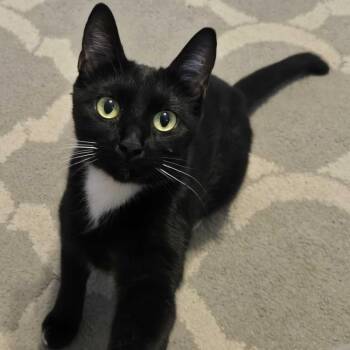 Button -  Domestic Short Hair Cat for Adoption in Delaware, Ohio - Button | PetCurious