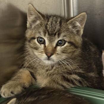 Cheer Bear -  American Shorthair Cat for Adoption in Cody, Wyoming - Cheer Bear | PetCurious