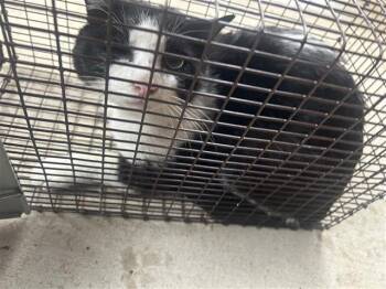 Domestic Short Hair Cats Available for Adoption in Houston, Texas - A654729 | PetCurious