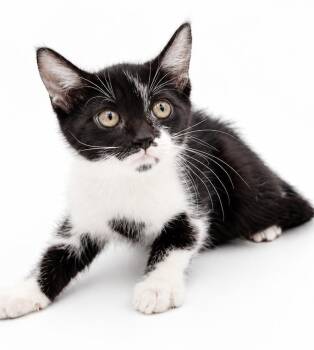 Josie rocks the pussycats - EPIC love bug -  Tuxedo and Turkish Van Cat for Adoption in Bedford Hills, New York - Josie Rocks The Pussycats - EPIC Love Bug | PetCurious