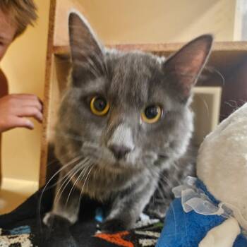 Domestic Long Hair Cats Available for Adoption in Grantsville, Utah - Asher | PetCurious