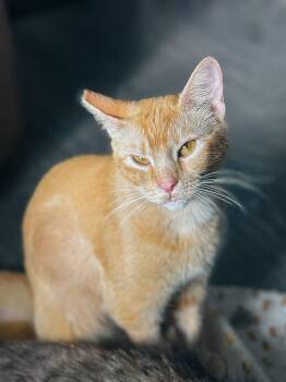 Mandolin -  Domestic Short Hair Cat for Adoption in San Jose, California - Mandolin | PetCurious