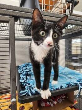Mr. Moo-stache -  Domestic Short Hair Cat for Adoption in Pleasanton, California - Mr. Moo-stache | PetCurious
