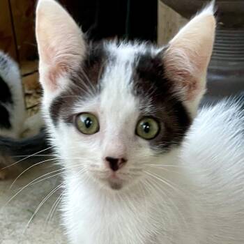 Jetty -  Domestic Short Hair Cat for Adoption in San Diego, California - Jetty | PetCurious