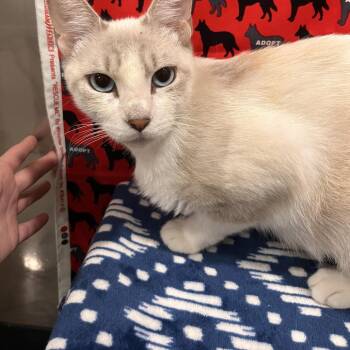 Rain -  Domestic Short Hair Cat for Adoption in Washburn, Missouri - Rain | PetCurious
