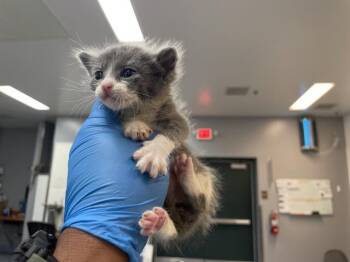 A1911895 -  Domestic Short Hair Cat for Adoption in Thousand Palms, California - A1911895 | PetCurious