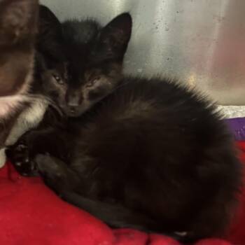 ORIOLE -  Domestic Short Hair Cat for Adoption in Richmond, California - ORIOLE | PetCurious