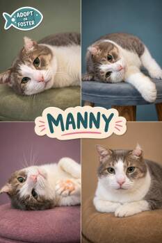 Manny (FCID# 05/07/2018 - 53 Trainer) -  Tabby Cat for Adoption in Greenville, Delaware - Manny (FCID# 05/07/2018 - 53 Trainer) | PetCurious