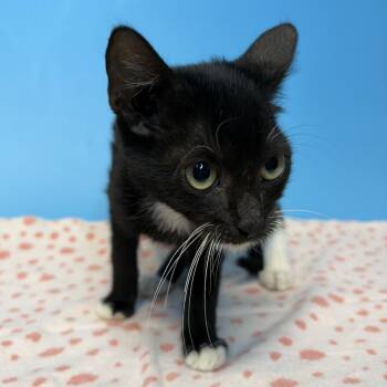 Donkey -  Domestic Medium Hair Cat for Adoption in San Antonio, Texas - Donkey | PetCurious