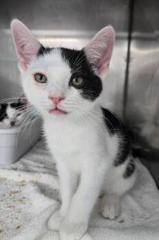 Randy Travis -  Domestic Short Hair Cat for Adoption in Mount Vernon, Ohio - Randy Travis | PetCurious
