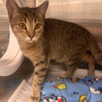 Rescue Domestic Short Hair Cats for Adoption in Belleville, Illinois - Blossom - Petsmart Belleville | PetCurious