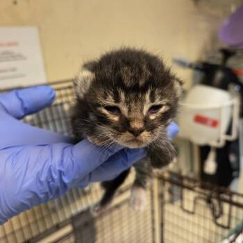 Jolly -  Domestic Short Hair Cat for Adoption in Pasadena, California - Jolly | PetCurious