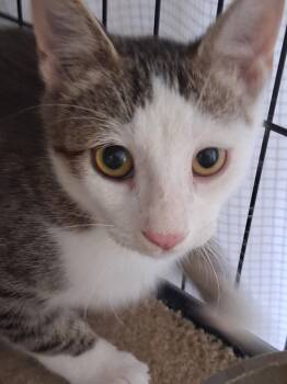Charlie the Handsome Tabby -  Domestic Short Hair Cat for Adoption in Oviedo, Florida - Charlie The Handsome Tabby | PetCurious