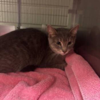 Consuela -  Domestic Short Hair Cat for Adoption in Bristol, Indiana - Consuela | PetCurious
