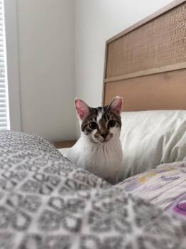 Rescue Domestic Short Hair Cats for Adoption in Avondale Estates, Georgia - Minnie | PetCurious