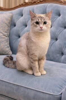 American Shorthair Cats Available for Adoption in Guntersville, Alabama - Scarlet | PetCurious